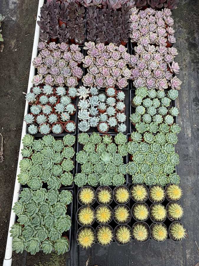 Succulents and cacti