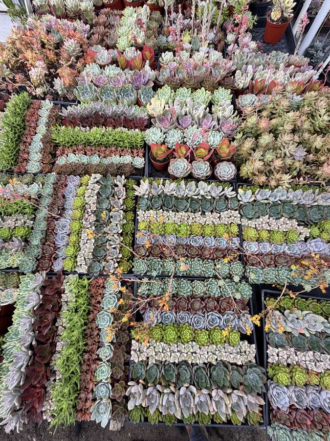 Succulent collection
