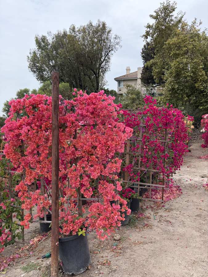 Bougainvillea in bloom
