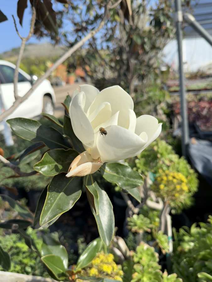 Magnolia flower