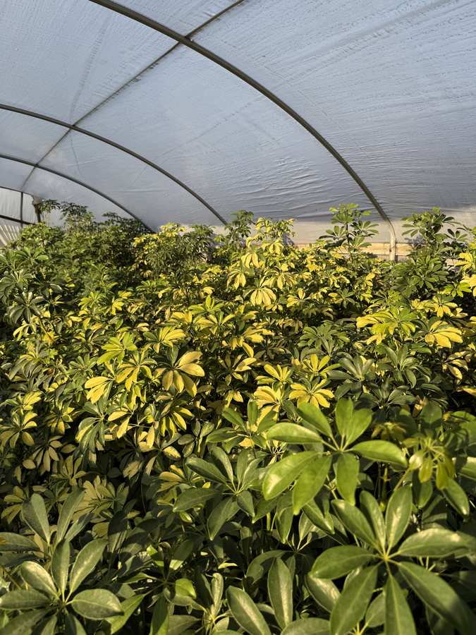 Tropical plants in greenhouse
