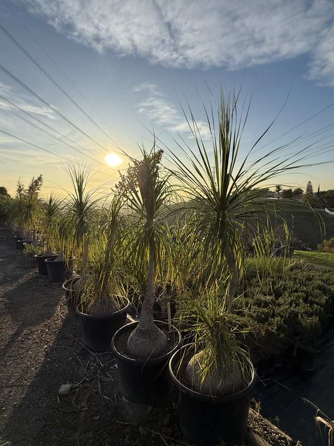 Ponytail palms at sunset