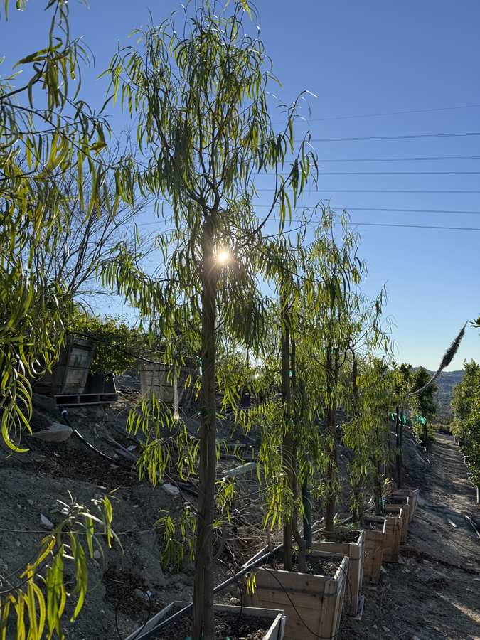 Willow trees