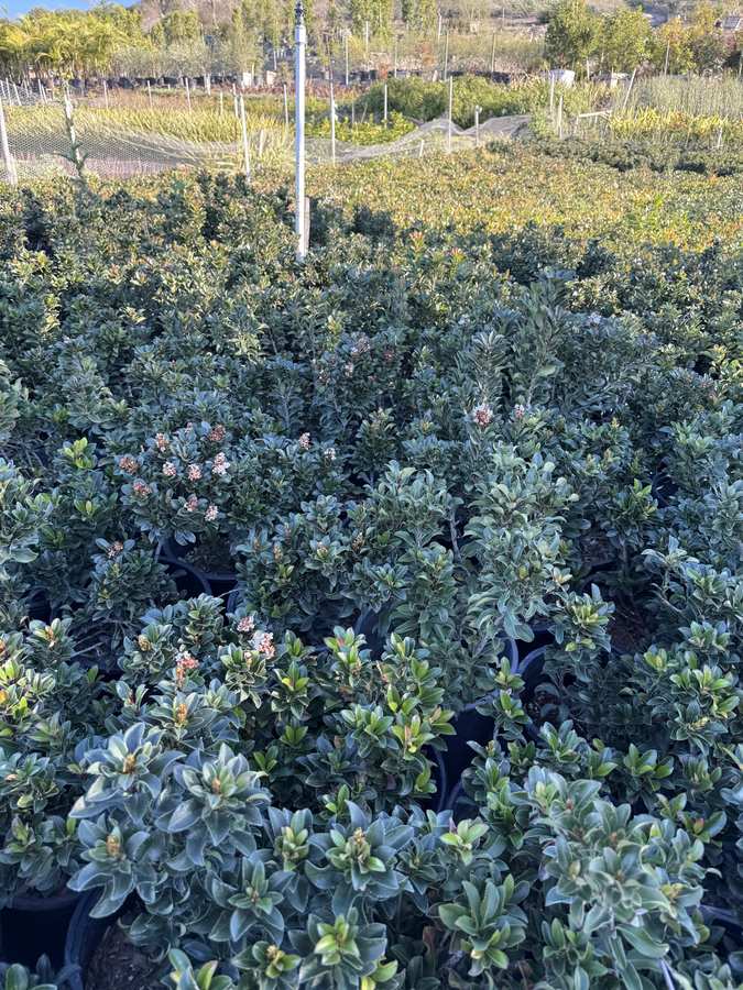 Viburnum shrubs