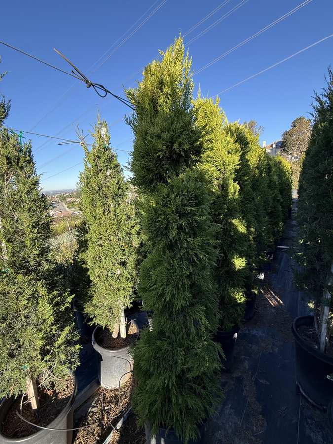 Italian Cypress trees