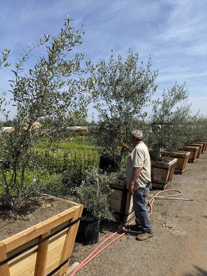 Efrain Sr. with olive trees