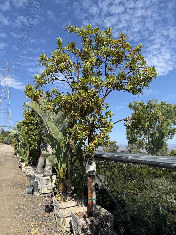 Arbutus Marina at Las Flores Nursery