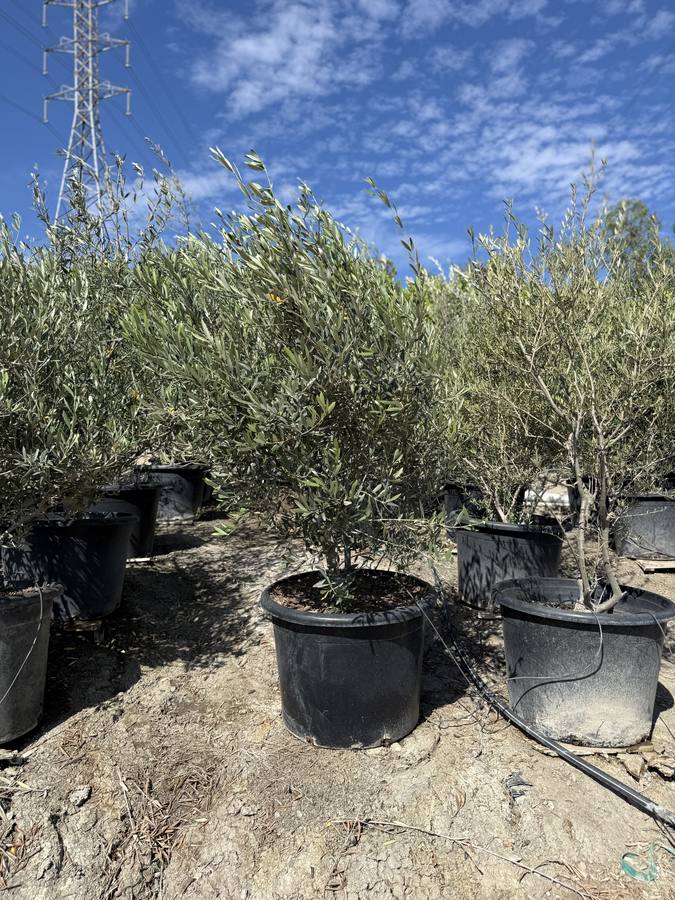 Olive Tree at Las Flores Nursery