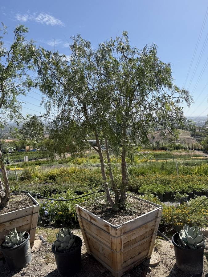California Pepper Tree at Las Flores Nursery