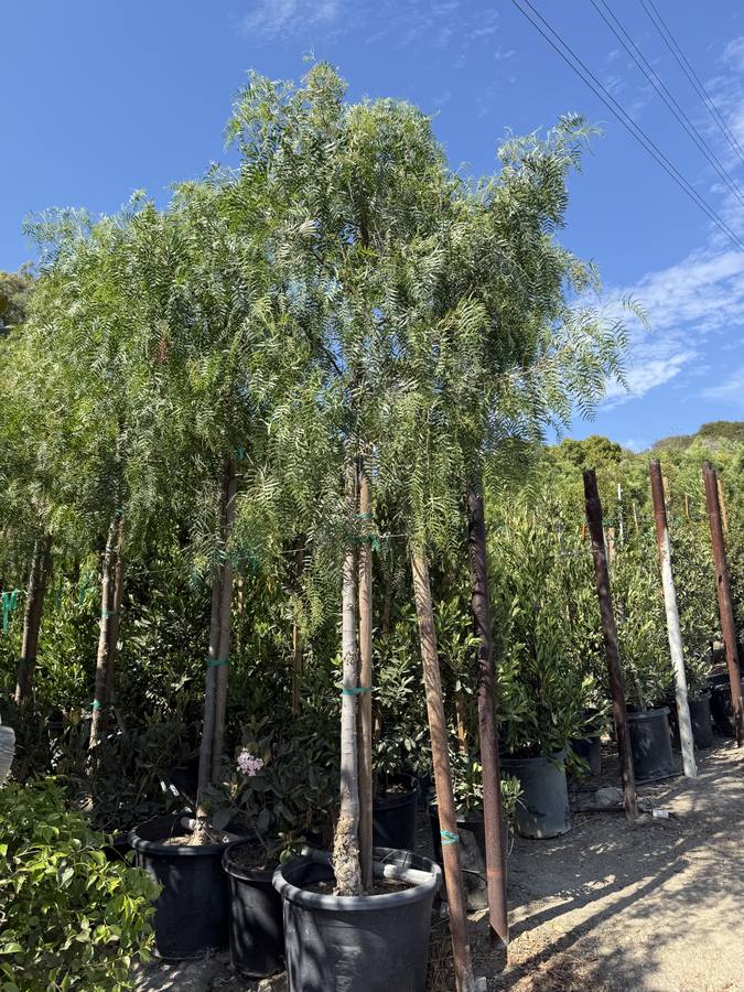 California Pepper Tree Standard at Las Flores Nursery