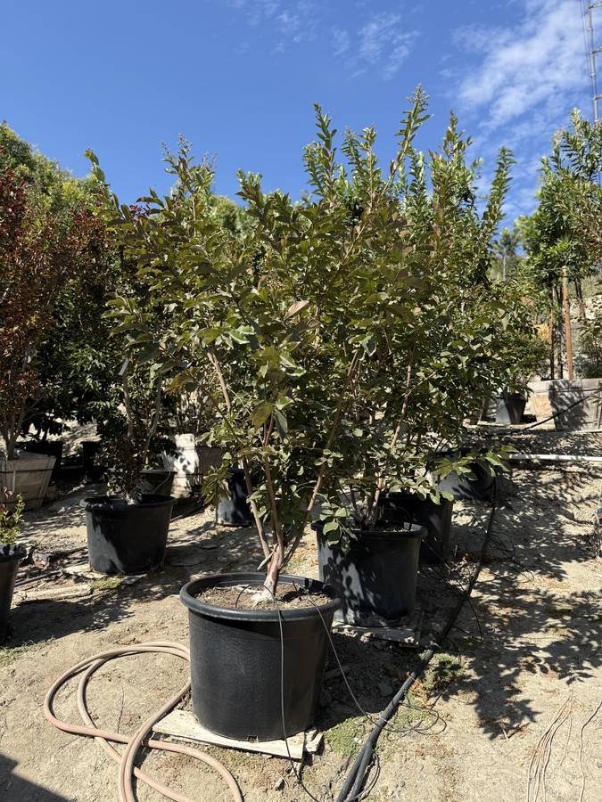 Crape Myrtle at Las Flores Nursery